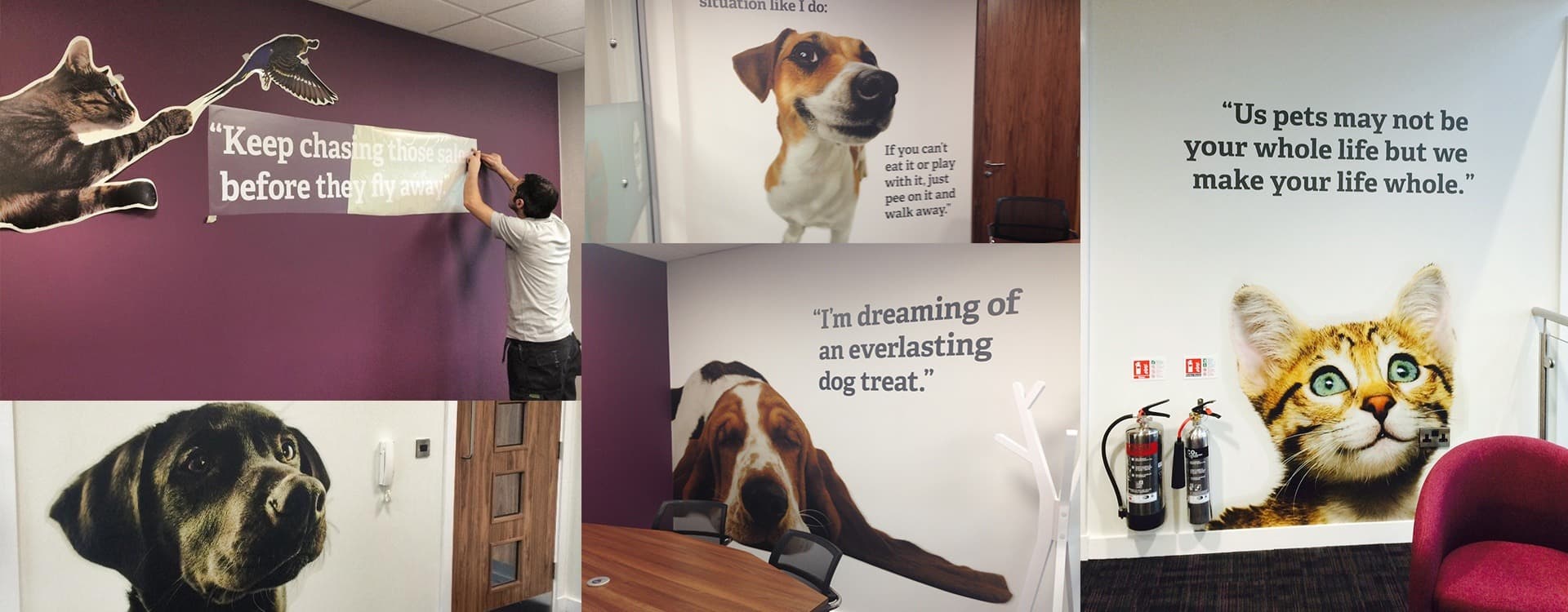 Pets Choice Digital Printed Wall Graphics Case Study